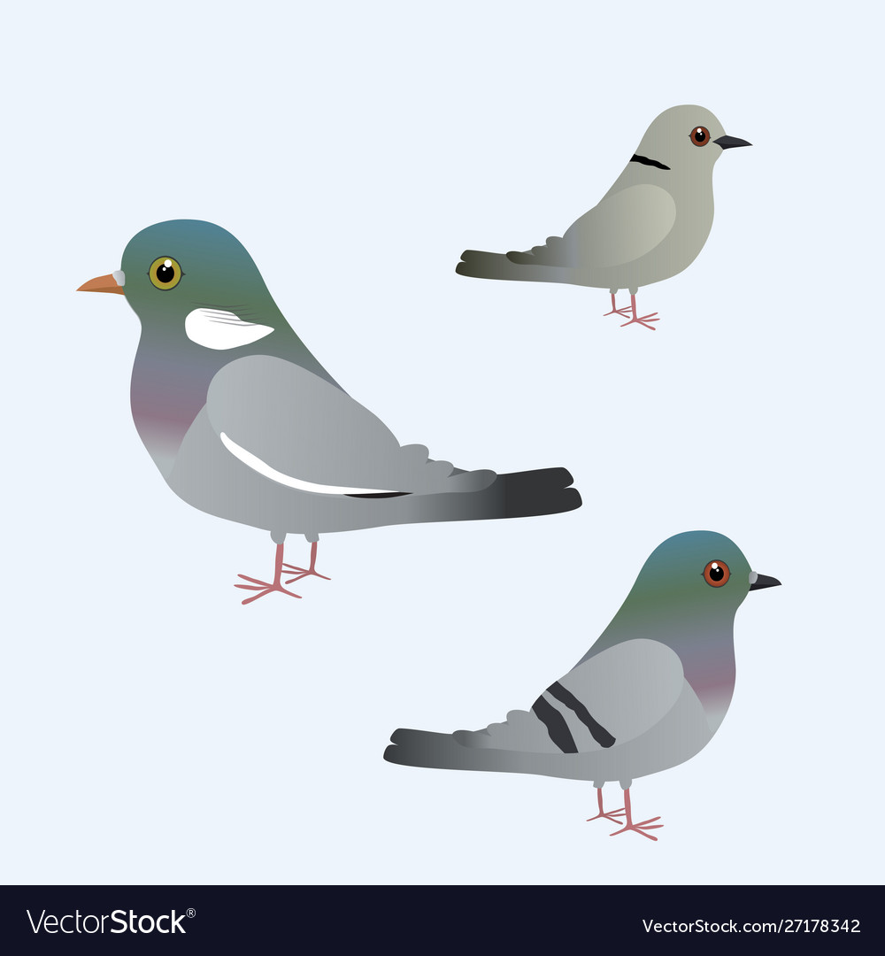 Three different kinds pigeons Royalty Free Vector Image