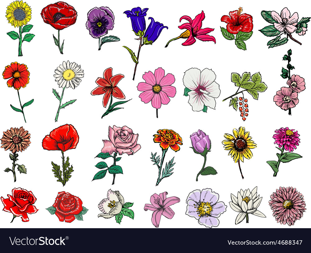 Big set flowers Royalty Free Vector Image - VectorStock