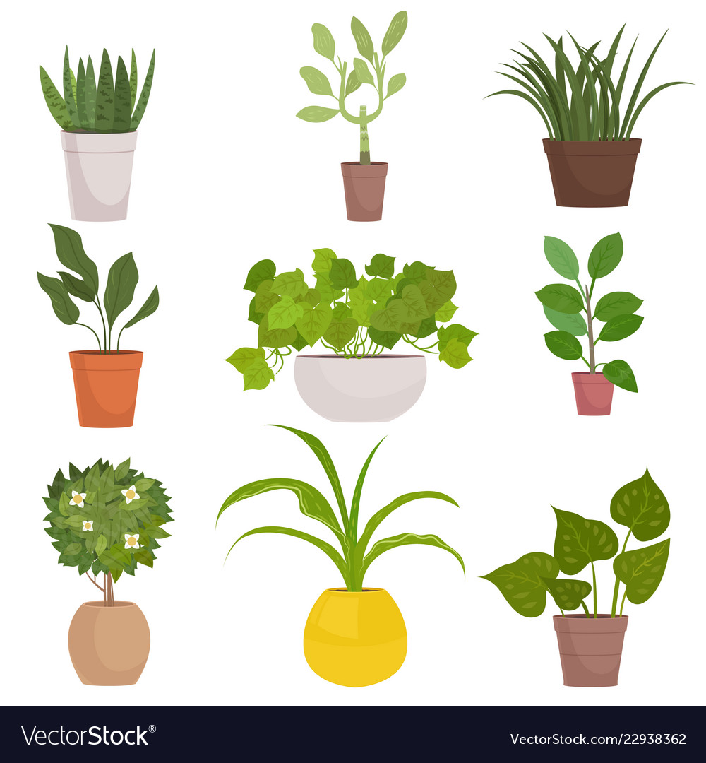 Set of homemade green plants in colorful pots