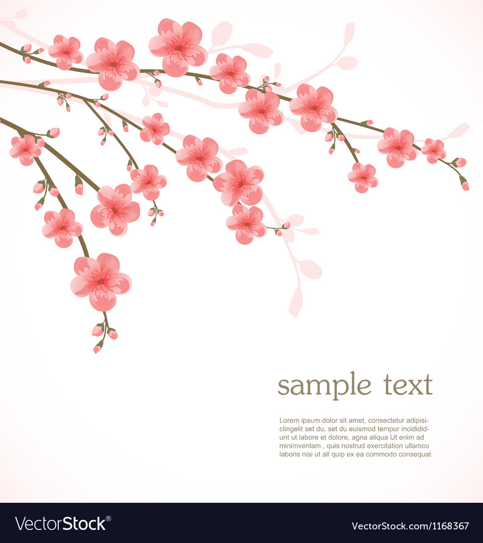 Cherry blossom card Royalty Free Vector Image - VectorStock