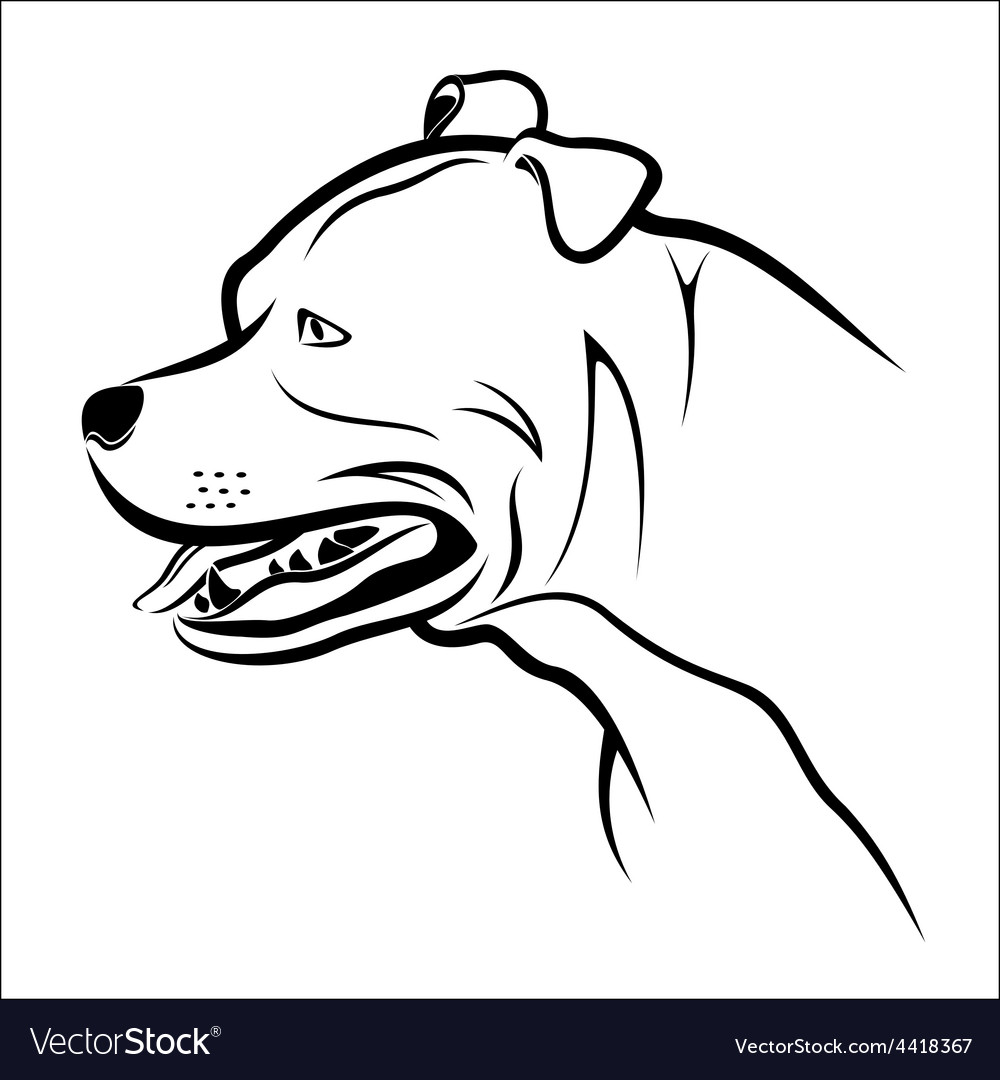 Pitbull Portrait