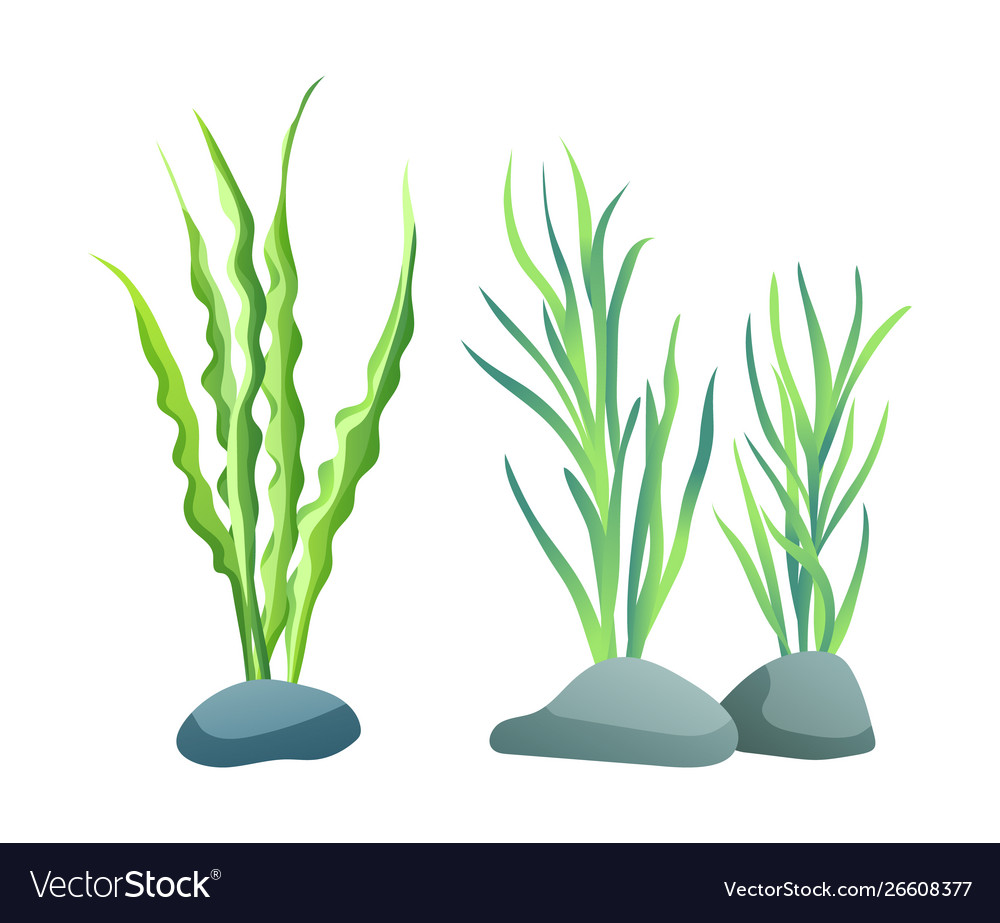 aquarium seaweed
