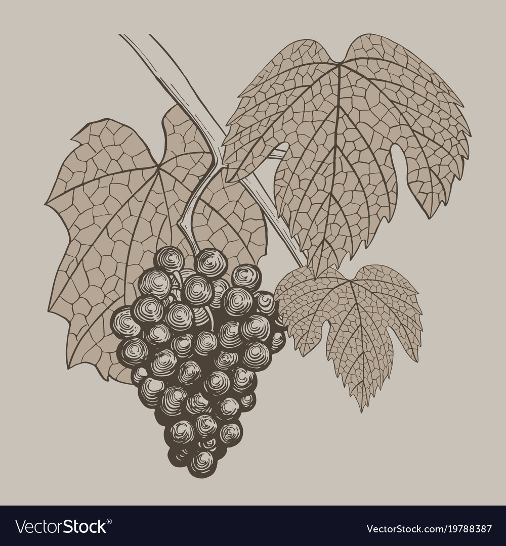 Grapes vintage hand drawn