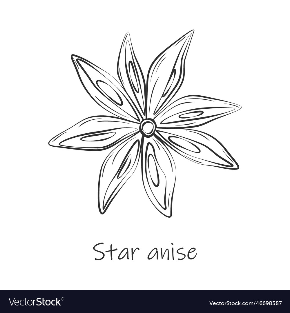 Outline drawing of an anise star with lettering Vector Image