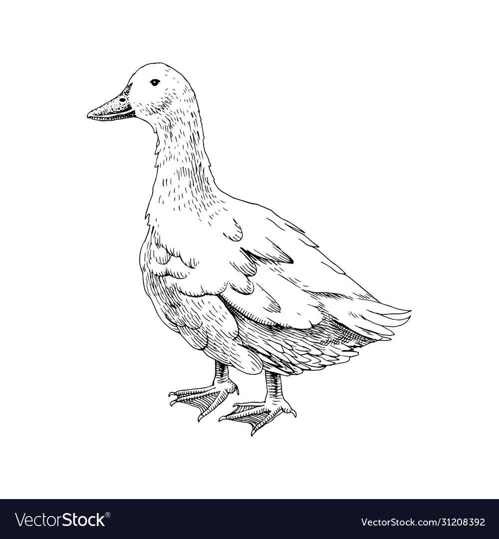 Hand drawn domestick duck Royalty Free Vector Image