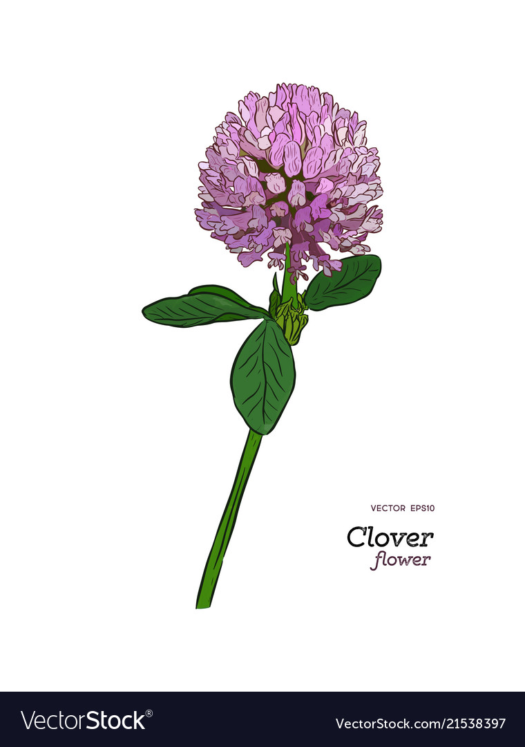 Clover flower drawing set isolated wild plant Vector Image