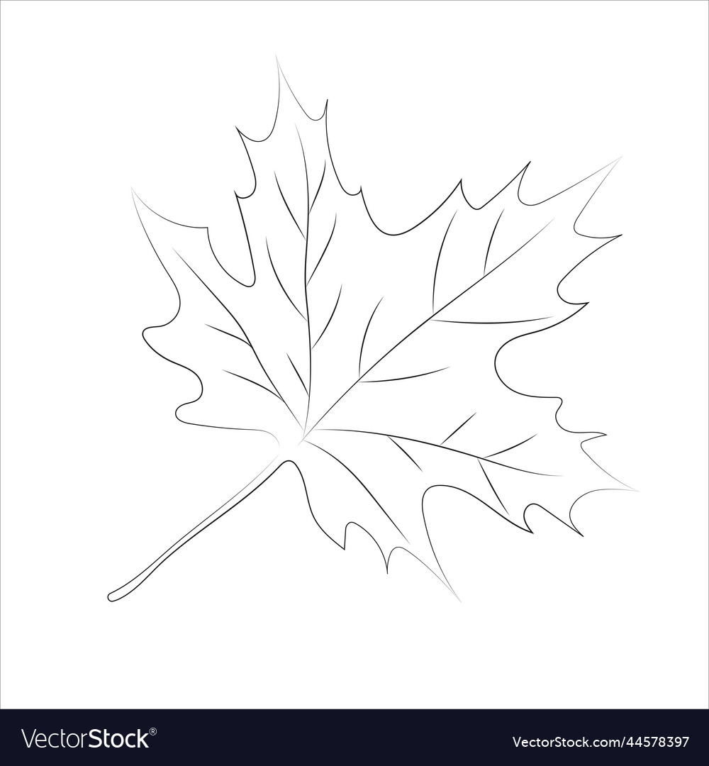 Maple leaf in linear style