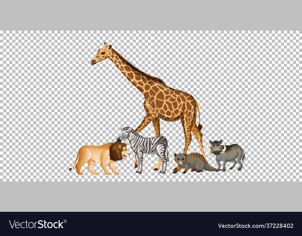 Group wild african animal on transparent