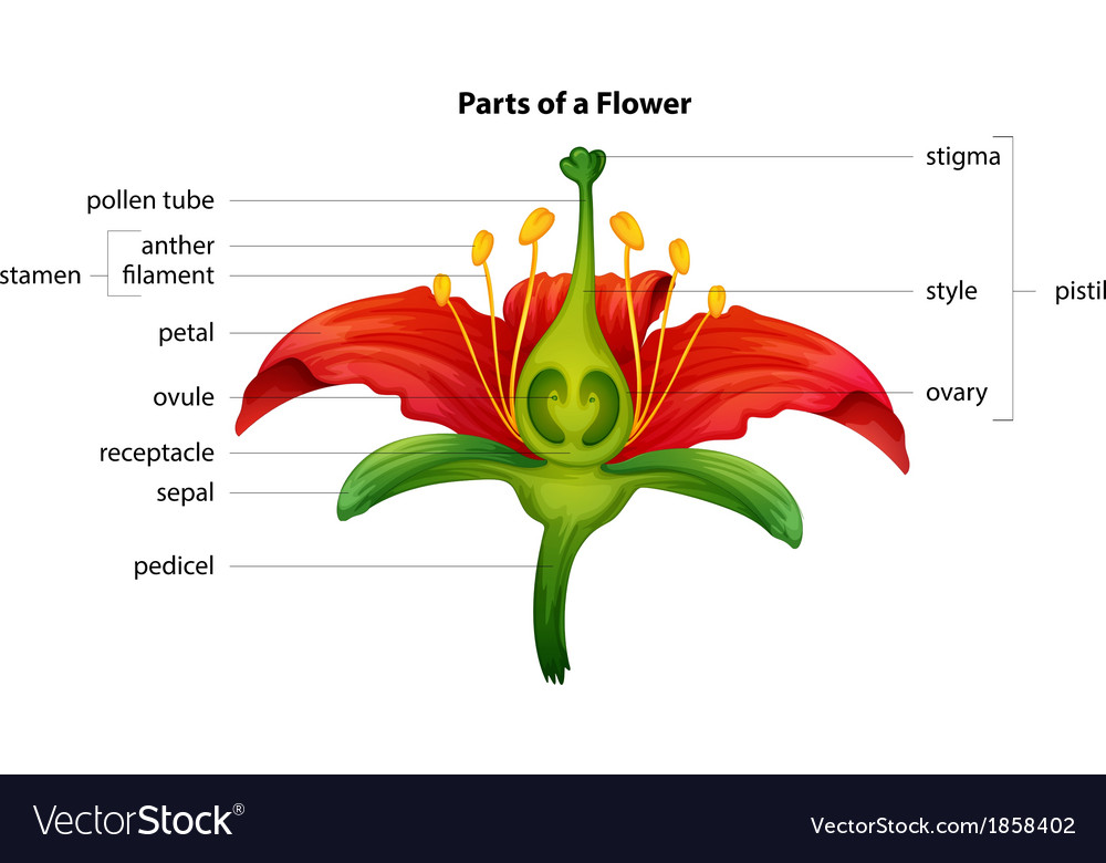 Parts Of A Flower Royalty Free Vector Image VectorStock