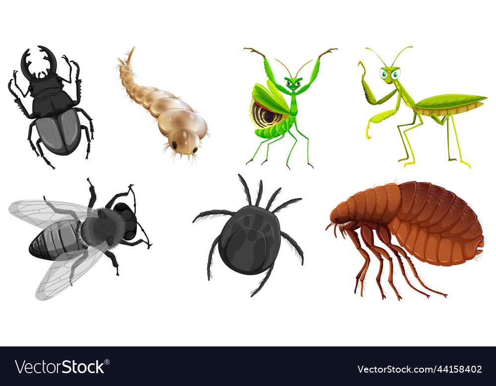 Set of different kinds of insects Royalty Free Vector Image