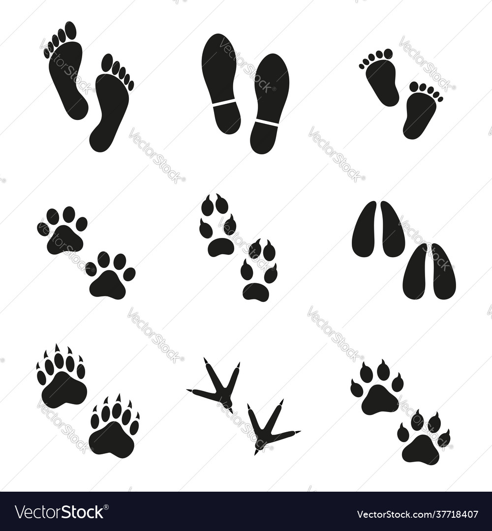 Traces man and animals Royalty Free Vector Image