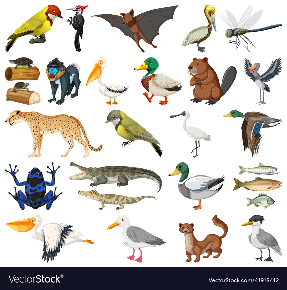 Different kinds of animals collection Royalty Free Vector