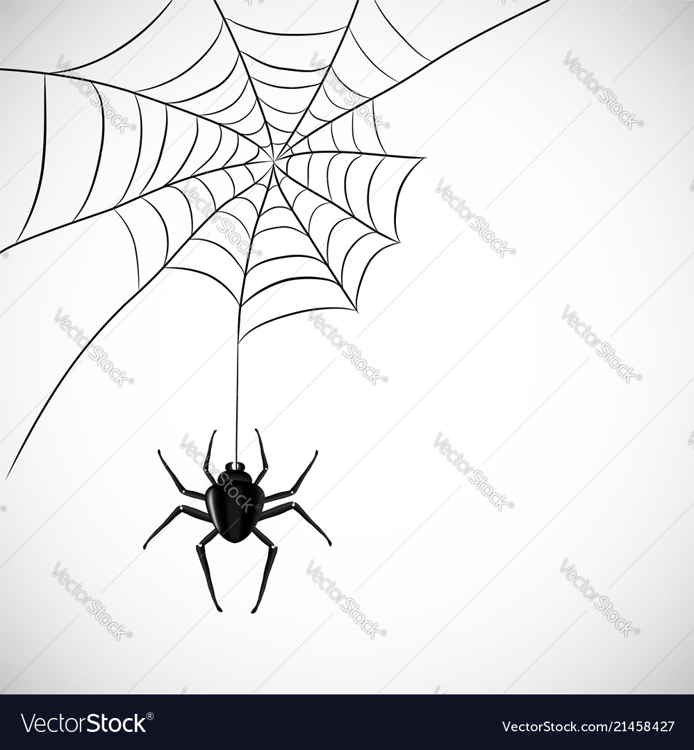 Spider web stock Royalty Free Vector Image - VectorStock