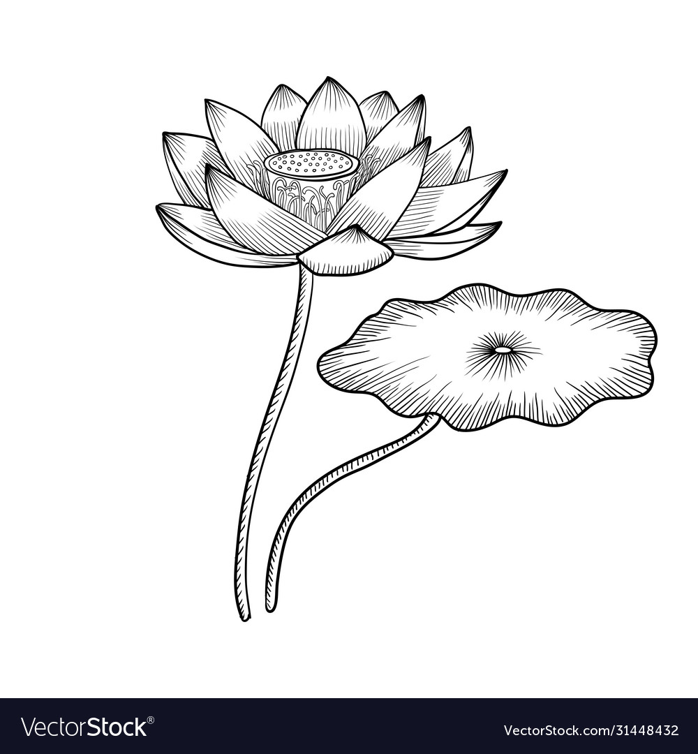 Lotus. Sketch floral composition lotus flowers and leaves, magic flower  life symbol, black outline botanical plant hand drawn vector set. Beautiful  bl Stock Vector Image & Art - Alamy