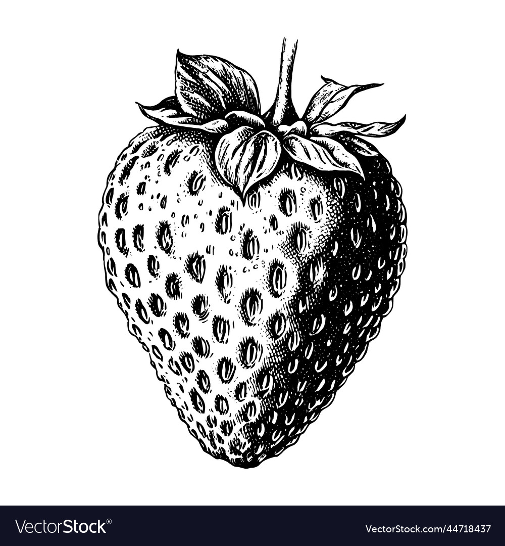 Hand drawn strawberry isolated on white