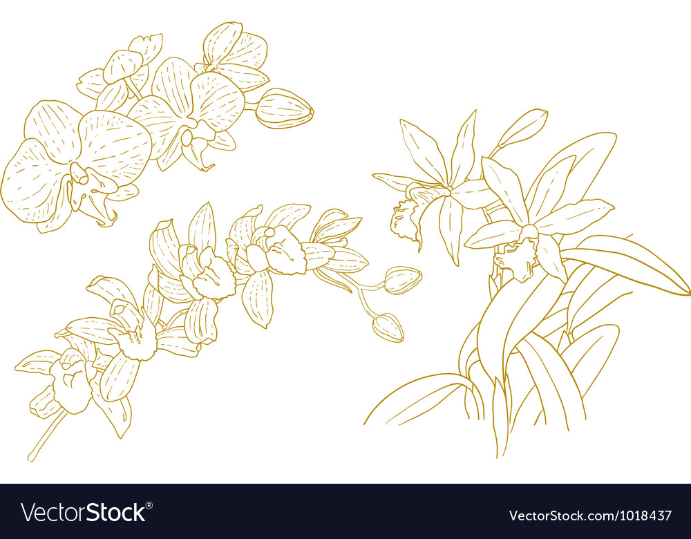 Set of one-colored outlined orchids