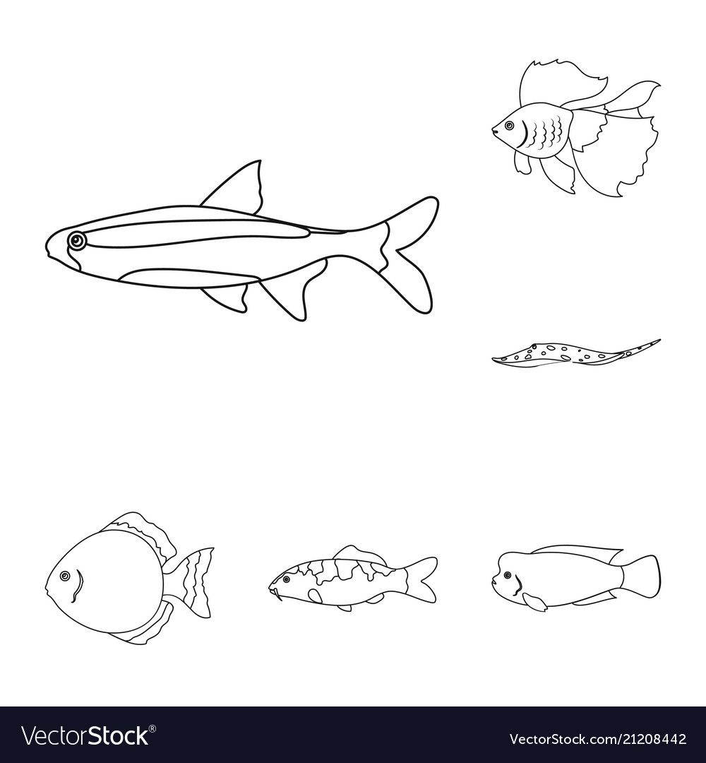 Different types of fish outline icons in set Vector Image