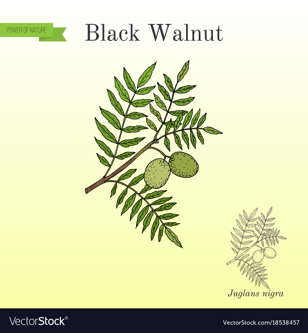 Eastern black walnut juglans nigra