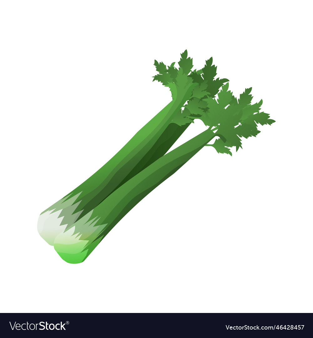 Fresh celery icon Royalty Free Vector Image VectorStock