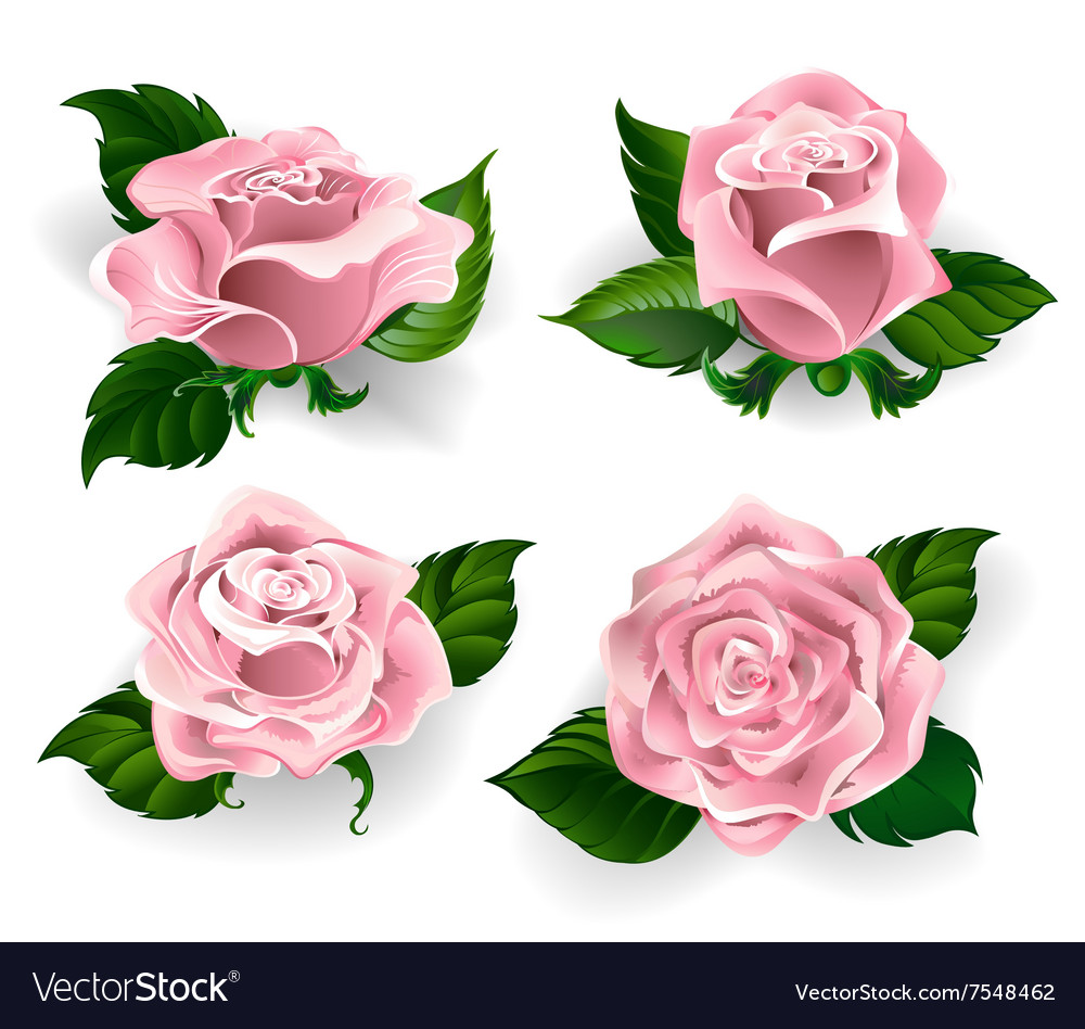 Set pink roses Royalty Free Vector Image - VectorStock