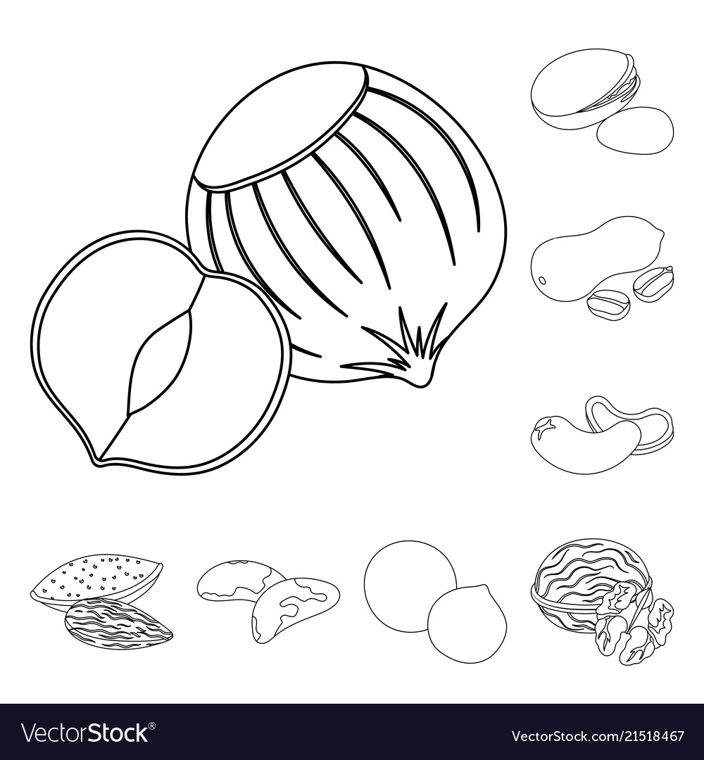 Different kinds of nuts outline icons in set