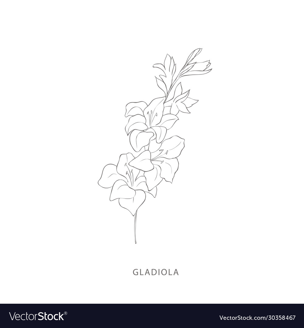 Hand drawn gladiola flowerplant design elements Vector Image