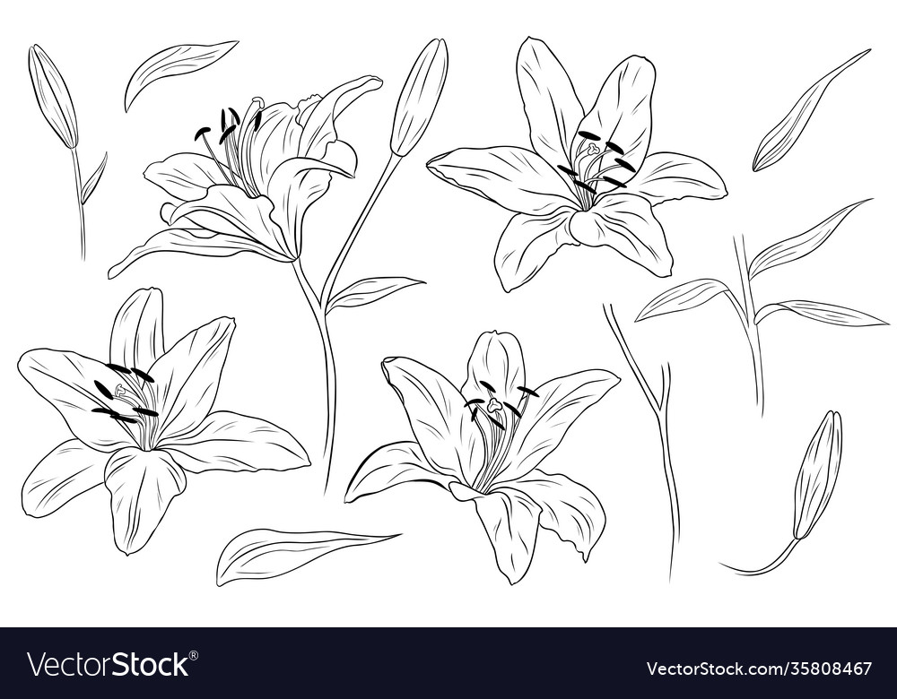 Realistic Lilies Flowers Leaves And Branches Vector Image