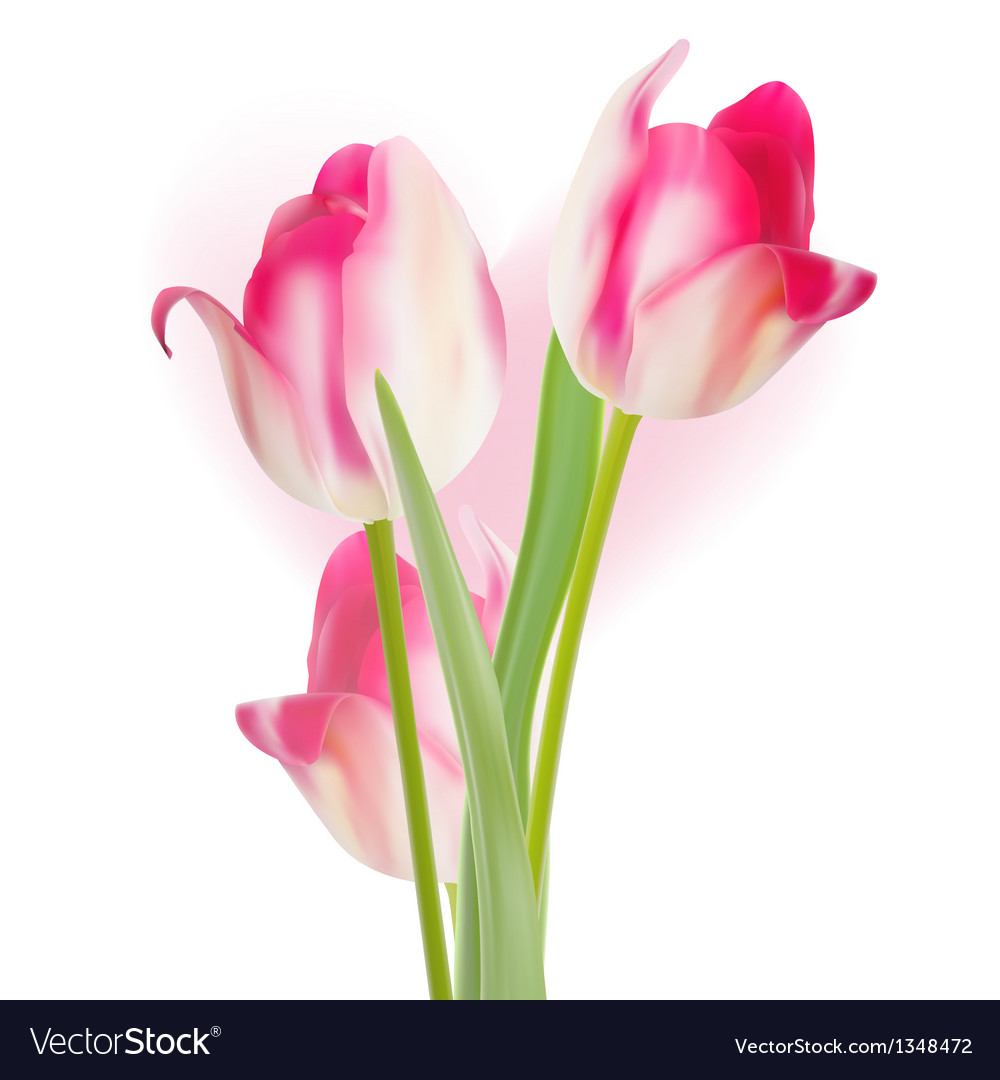 Valentines Day Template Tulips Design Eps 10 Vector Image