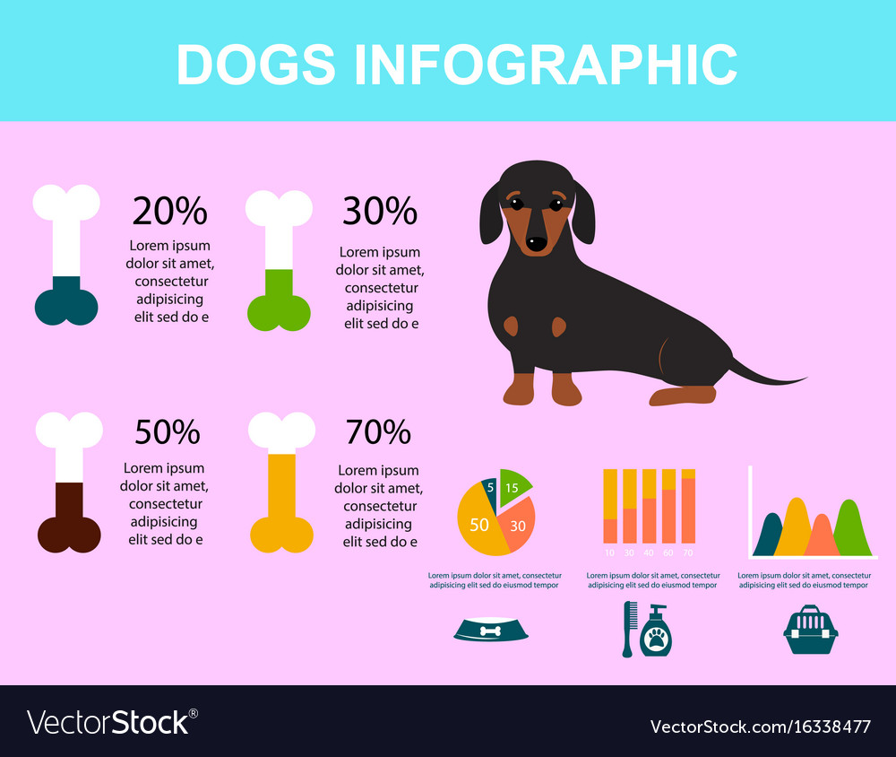 Dachshund dog playing infographic elements Vector Image