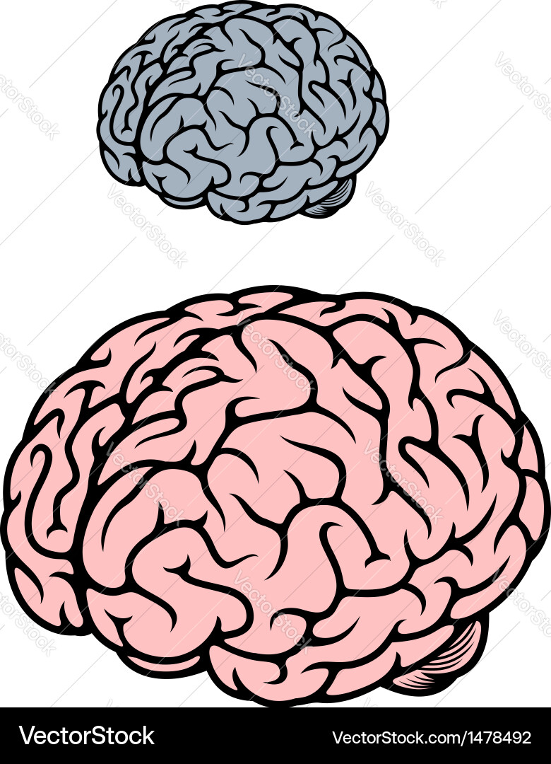 Human brain Royalty Free Vector Image - VectorStock