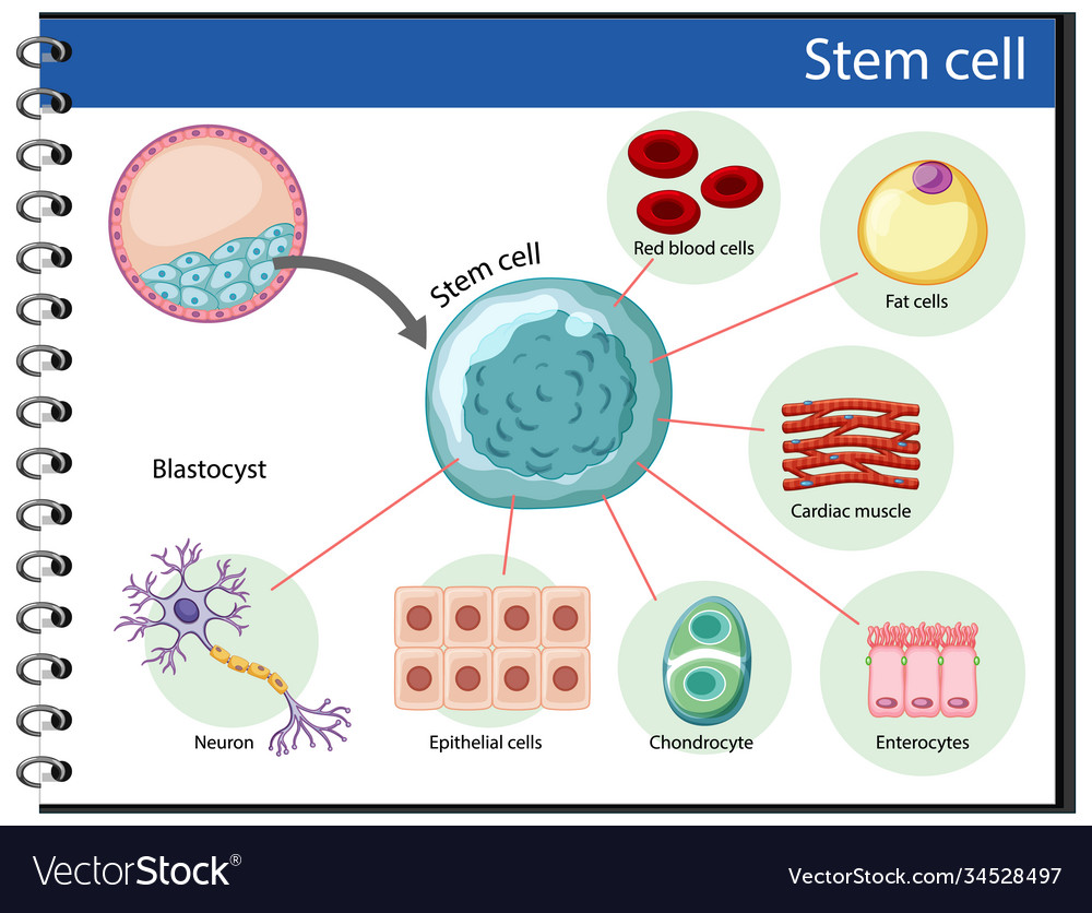 Information poster on human stem cells Royalty Free Vector