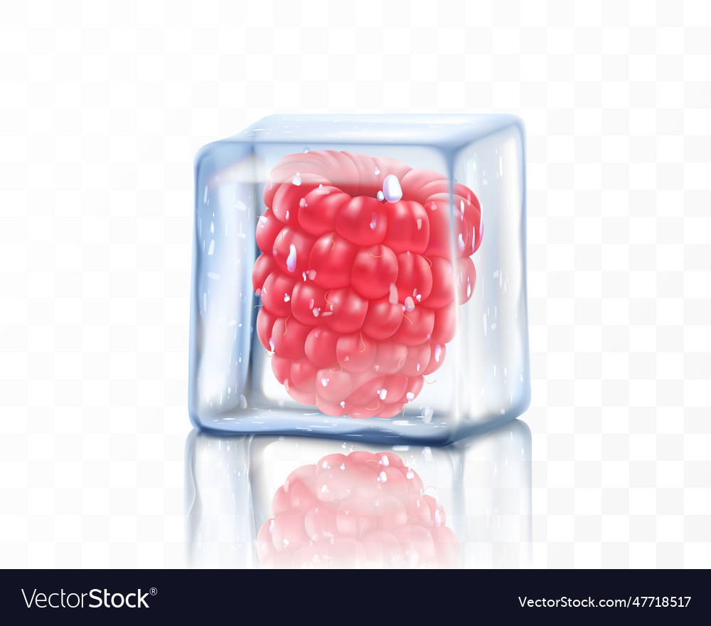 Fresh ripe raspberry in ice cube isolated Vector Image Fresh ripe raspberry in ice cube isolated
