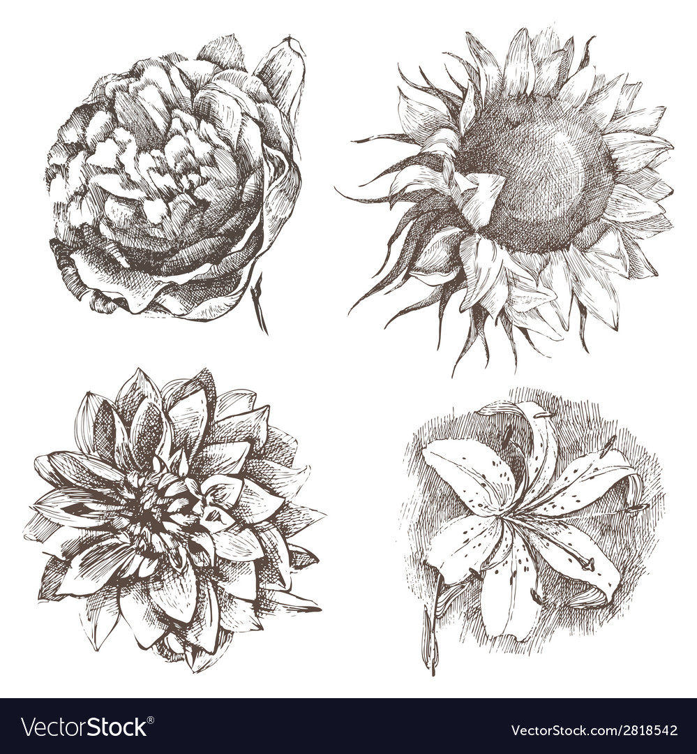 Hand drawn flowers Royalty Free Vector Image - VectorStock