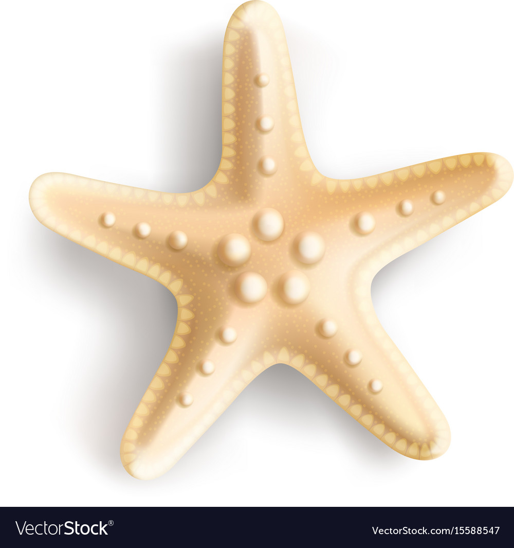 Starfish Isolated On White Background Royalty Free Vector Starfish Isolated On White Background Vector Image