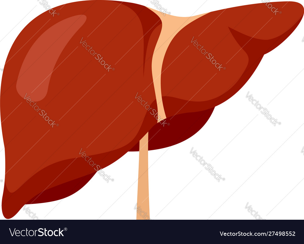 Human liver icon flat style Royalty Free Vector Image