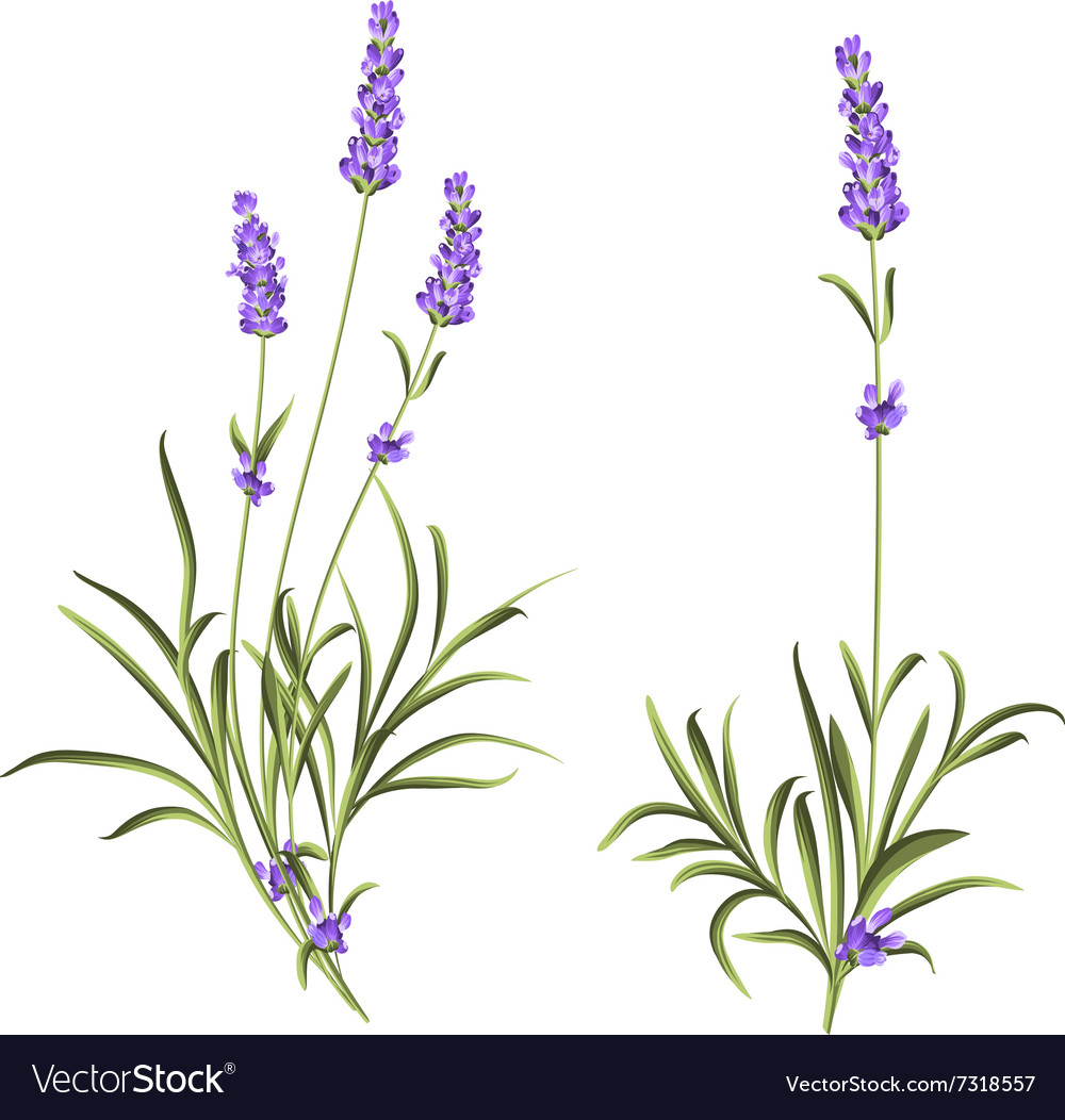 Set lavender flowers Royalty Free Vector Image