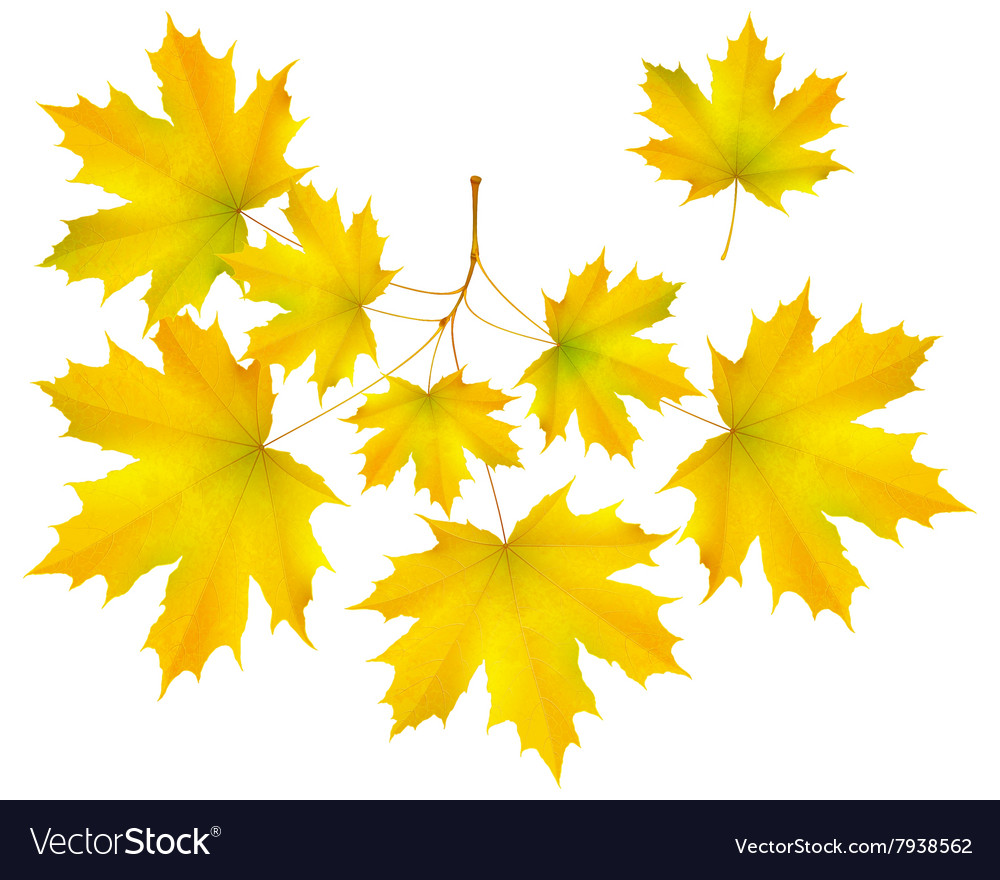 Autumn Leaf Maple And Maple Branch Royalty Free Vector Image Autumn Leaf Maple And Maple Branch Royalty Free Vector Image