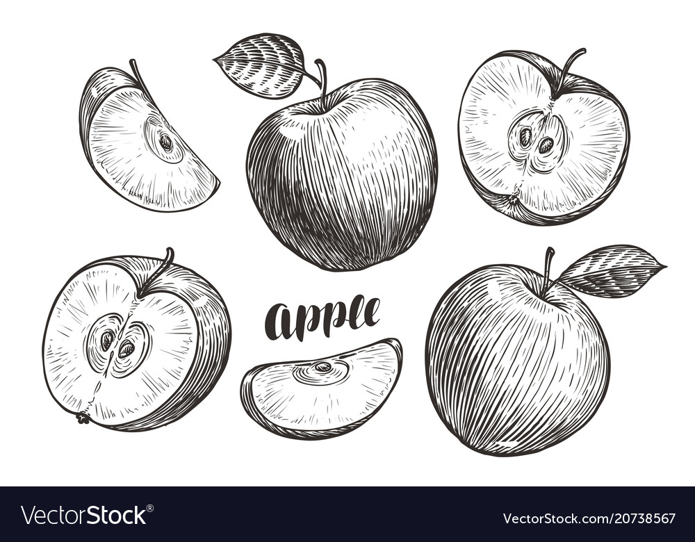 Handdrawn apples and slices sketch fruit Vector Image