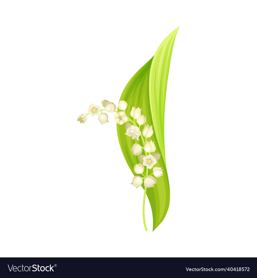 Lily of the valley flower may fresh spring