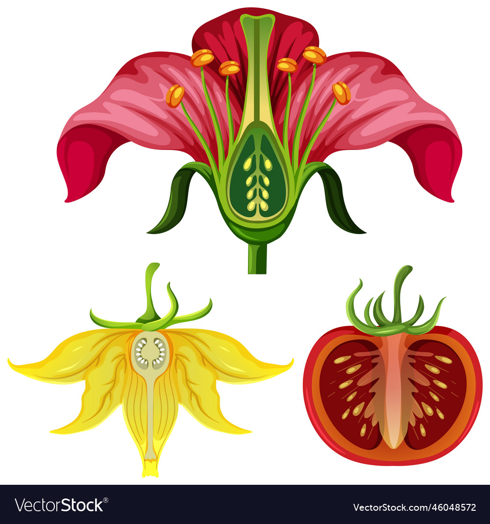 Yellow flower of tomato plant Royalty Free Vector Image