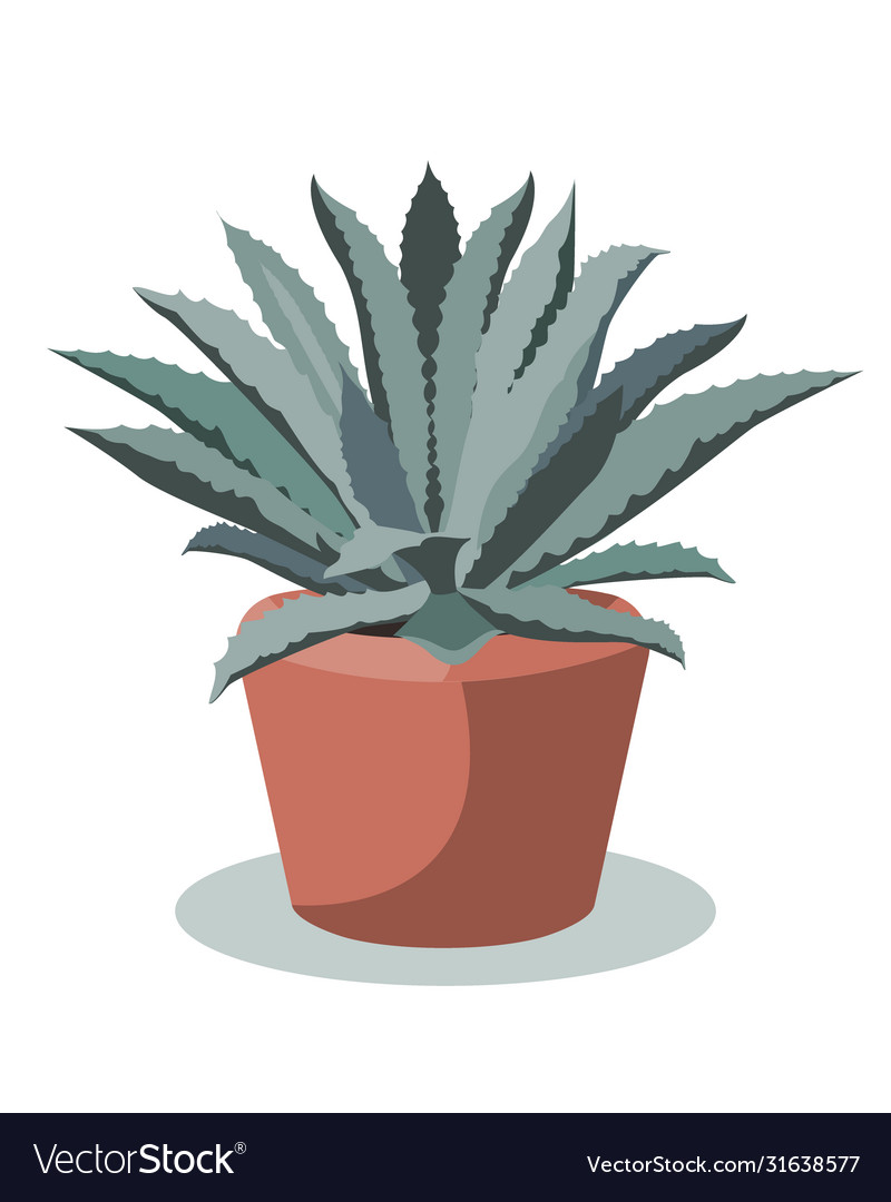 Blue agave plant in a flower pot