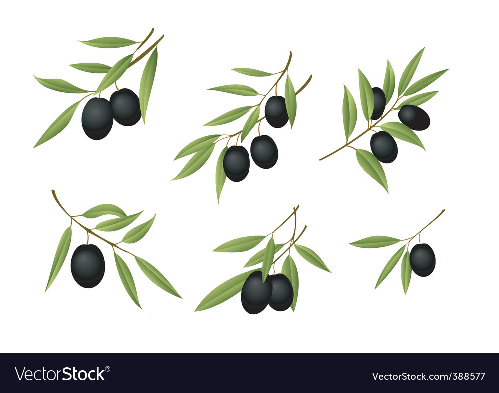 Green olives Royalty Free Vector Image - VectorStock