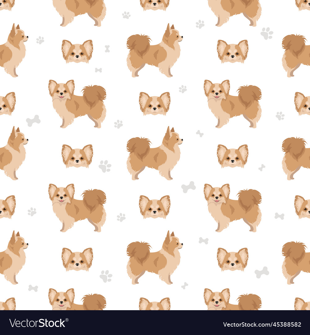 Chihuahua long haired seamless pattern