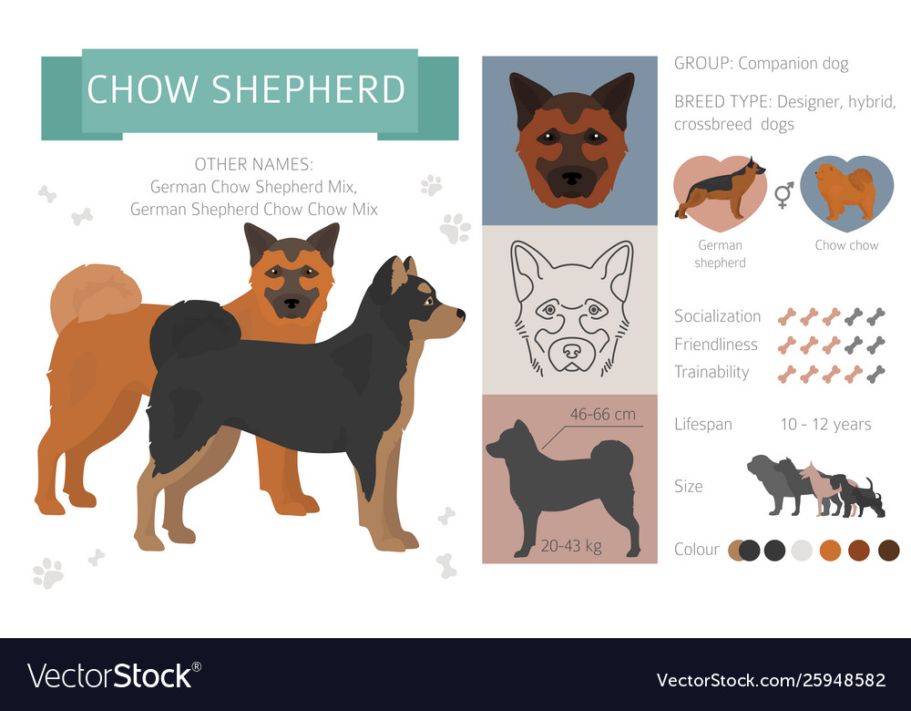 Designer dogs crossbreed hybrid mix pooches Vector Image