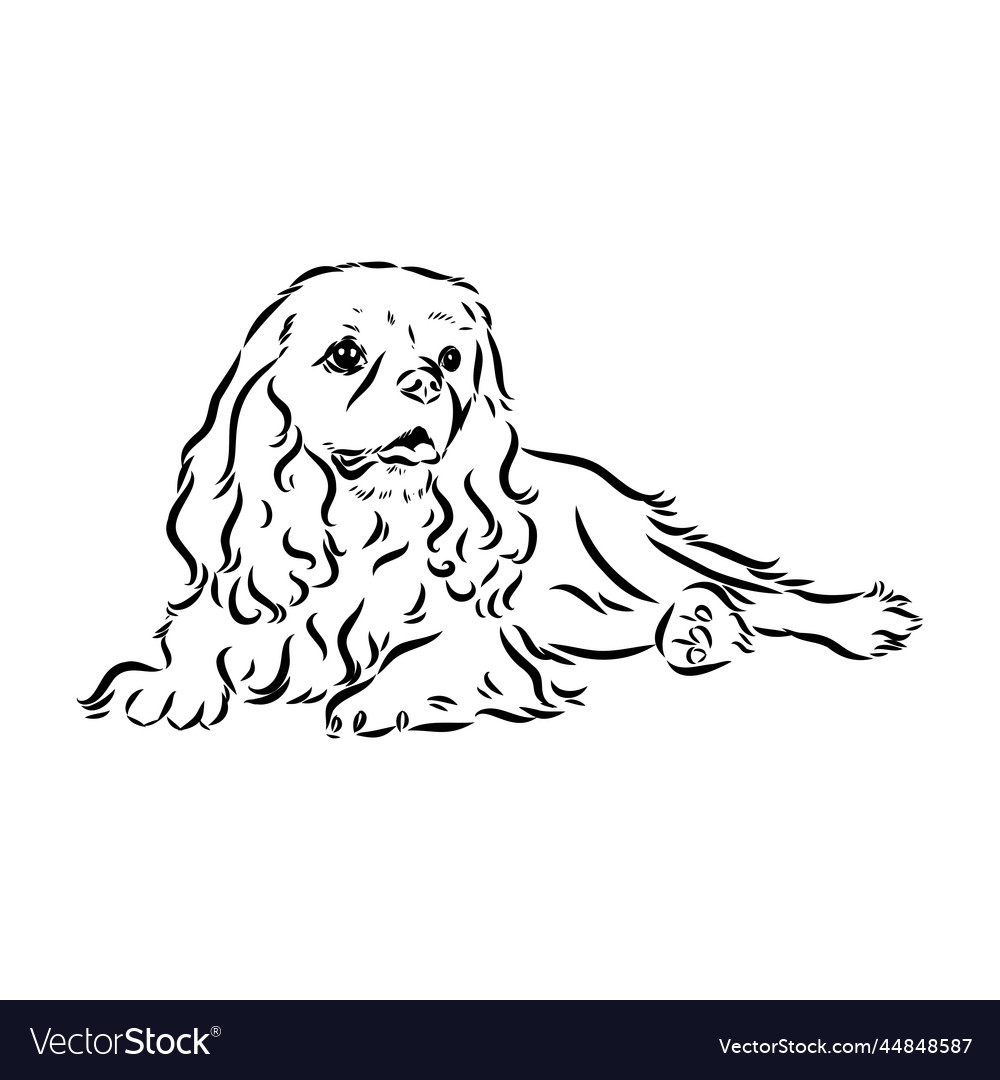 Cavalier king charles dog image silhouette