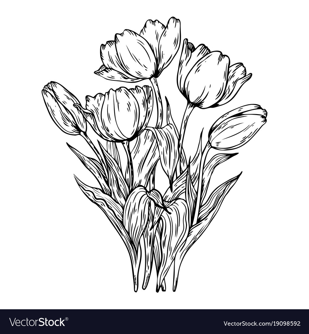 Bouquet tulips Royalty Free Vector Image - VectorStock