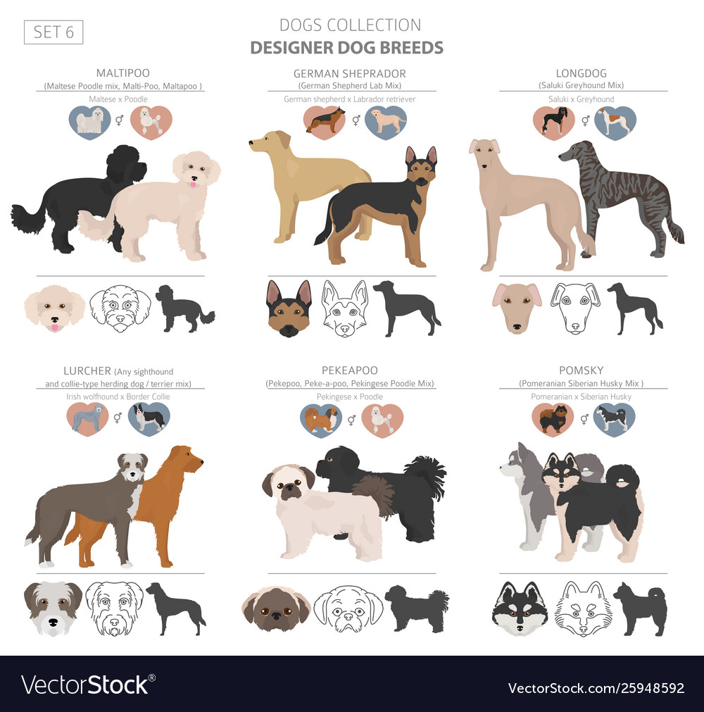 Designer dogs crossbreed hybrid mix pooches Vector Image