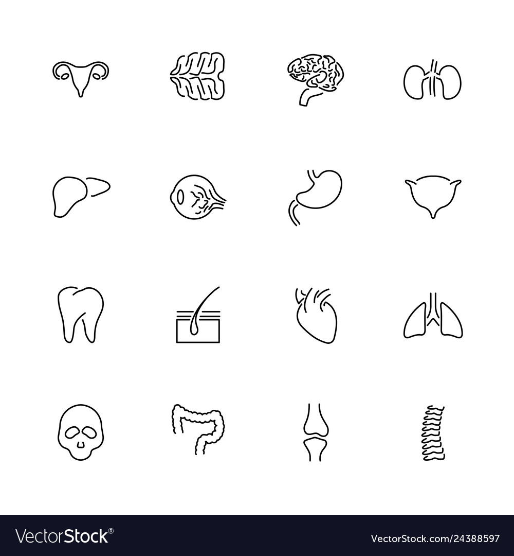 Organs- flat line icons