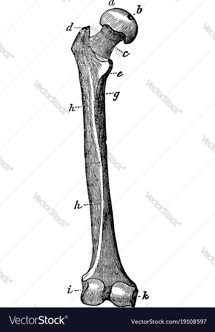 Rear view of the thigh bone vintage Royalty Free Vector