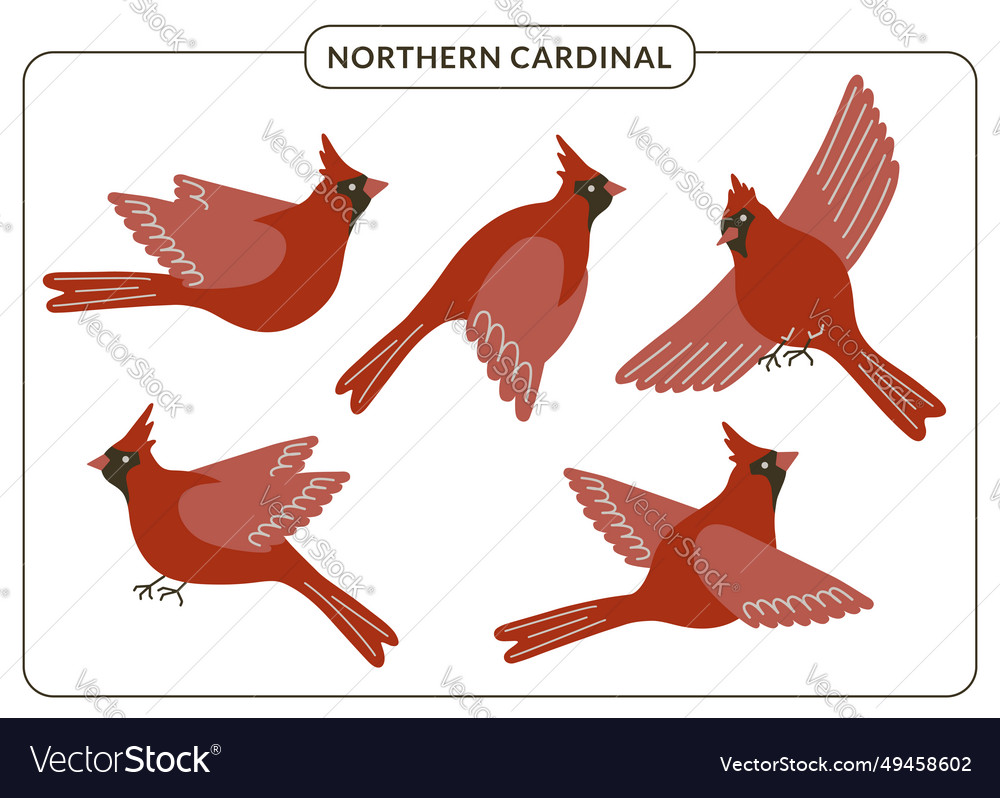 Red cardinal birds set cute flying northern vector image Red cardinal birds set cute flying northern